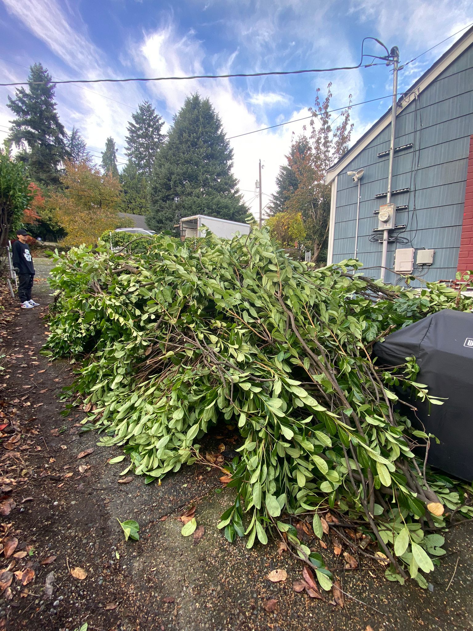 Yard waste Removal project
